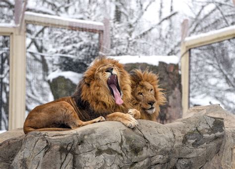 Kamaia, a sick lion at Boston’s Franklin Park Zoo, received blood from brother to help doctors determine cause of health issues